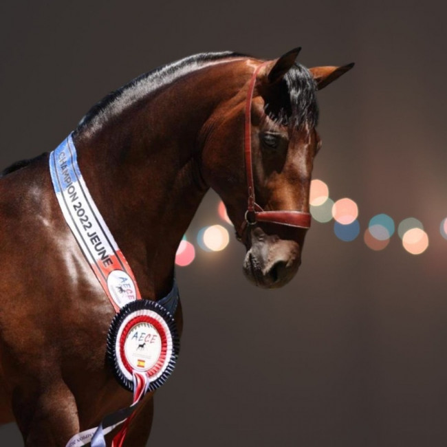 coupe sport concours hippique equitation cheval poney 21cm pas cher
