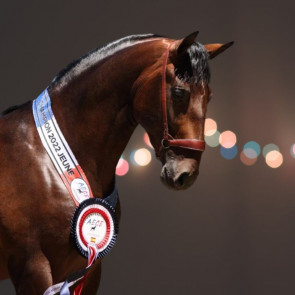 Collier chevaux cheval champion concours championnat equitation