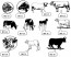 mini plaque bestiaux comice agricole bovins 